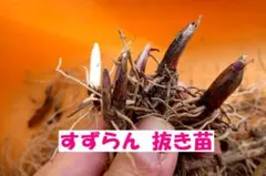 亜友美様 リクエスト 3点 まとめ商品