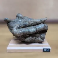 アンモナイト化石 (386)