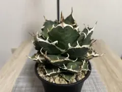 2025年最新】オアハカ アガベの人気アイテム - メルカリ