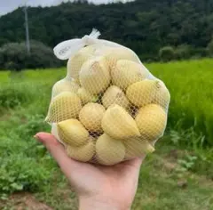 早川様専用差額分】和歌山県産訳ありジャンボ（皮剥き処理済み