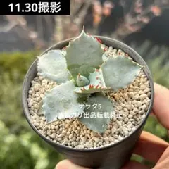 2025年最新】プリンセスクラウン アガベの人気アイテム - メルカリ