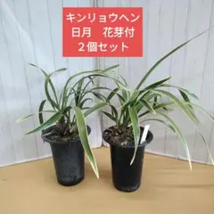 2026年最新】きんりょうへんの人気アイテム - メルカリ