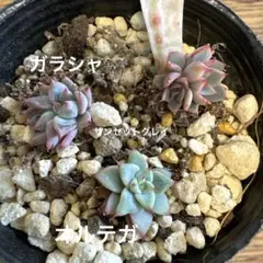 モカりん様 リクエスト 2点 まとめ商品