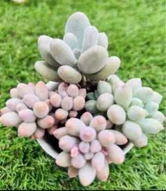 たむたむ様 ご専用　1398-70=1328円　リクエスト 2点 まとめ商品