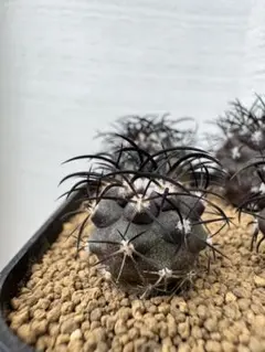 2025年最新】コピアポア グリセオの人気アイテム - メルカリ