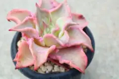 ヨシヒロ様 リクエスト 6点 まとめ商品