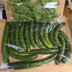 夏野菜キュウリ(ネコポスサイズ)のサムネイル