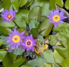 miyakz様 リクエスト 2点 まとめ商品