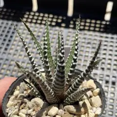 棚橋涼様 リクエスト 4点 まとめ商品