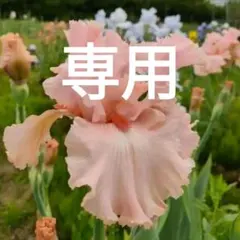 2026年最新】ジャーマンアイリス球根の人気アイテム - メルカリ