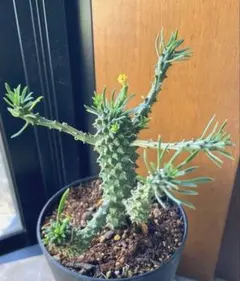 su_aqua@プロフ必読様 リクエスト 2点 まとめ商品