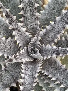 メガレア ビルベイカー ディッキア Dyckia First Cousin - メルカリ