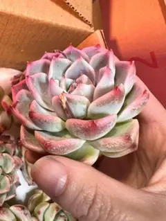 tts luuly様 リクエスト 2点 まとめ商品