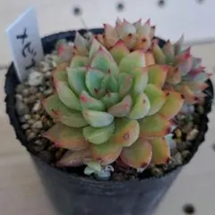 多肉植物 トップアンドスター 星つぶやさん - メルカリ