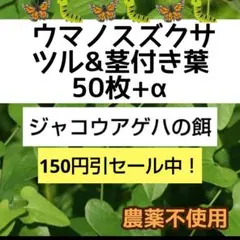 ウマノスズクサ 茎付き葉っぱ 30枚 ジャコウアゲハ 幼虫 餌 - メルカリ