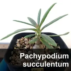 いちご様 リクエスト 2点 まとめ商品