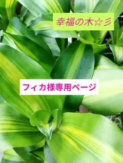 アガベ アテナータ ストライプ 中縞斑入り 翡翠版・三光斑 斑なし