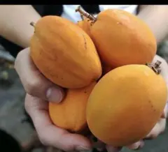 poko様 リクエスト 2点 まとめ商品