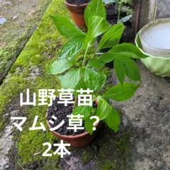 アマチャヅル苗根っこ付き2苗です 農薬不使用 山野草 お茶 幼苗 小苗 