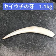 【値下げ】鯨歯　マッコウクジラ　牙玉　ルース　半円ドーム　片穴　16個セット 2025年最新】鯨歯の人気アイテム - メルカリ