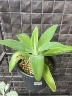 アガベ アテナータ c 観葉植物 鉢植え