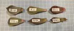 多肉植物　葉っぱセット　紫　1セットのみ