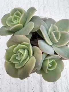 2025年最新】ラブリーローズの人気アイテム - メルカリ