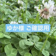 ゆか様　ご確認用