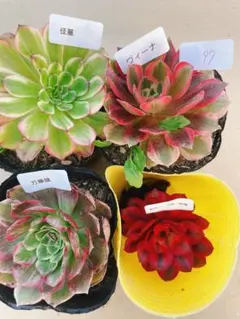 97 多肉植物 アエオニウム 抜き苗 4種セット