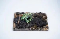 イシカワガエル　ミニジオラマのサムネイル
