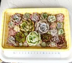 M*ル様 カット苗詰め合わせ　多肉植物　エケベリア他