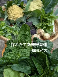 新鮮野菜セット 80サイズ
