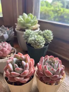 2025年最新】ストロベリーアーモンド 多肉の人気アイテム - メルカリ