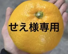 有田みかん　純宝丸　訳あり不知火&紅八朔　サイズ混合9㎏入り