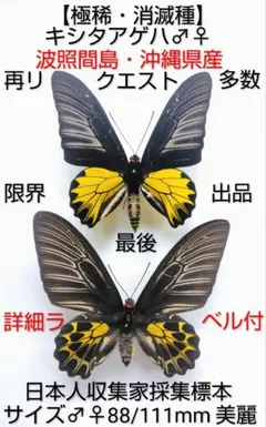 キシタアゲハ　9頭 キシタアゲハ 9頭 - メルカリ