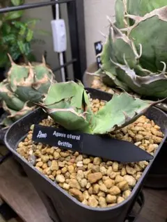 2026年最新】特徴：カット苗 観葉植物 アガベの人気アイテム - メルカリ