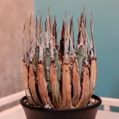 2025年最新】エボリスピナ 現地の人気アイテム - メルカリ