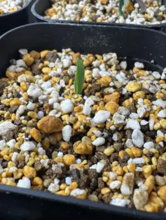 ウェルウィッチア ミラビリス（奇想天外）鉢植え発送のサムネイル