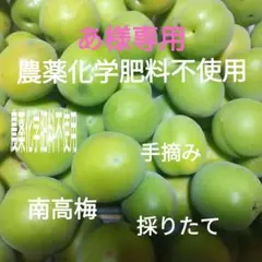 ☆無農薬☆規格外☆傷・痛み有り☆紀州産 南高梅☆青梅5kg☆梅干し用