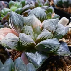 多肉植物 ハオルチア 翠雲錦 極上斑 糊斑 紫肌 親株 超美品 - メルカリ