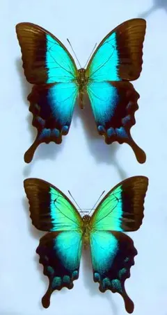 蝶標本 ミヤマカラスアゲハ春型♂2頭 北海道産 飼育品 - メルカリ