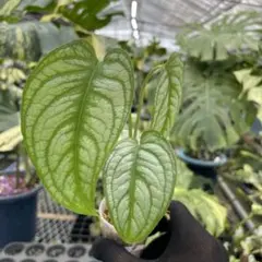 Asahi様 リクエスト 2点 まとめ商品