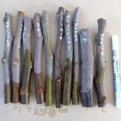 2026年最新】いちじく 穂木の人気アイテム - メルカリ