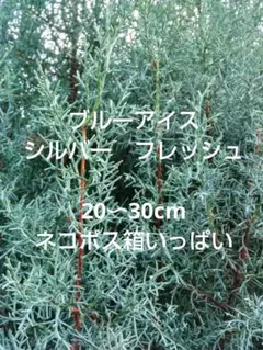 ブルーアイス　コニファー　フレッシュ　20〜30cm枝☘ネコポス箱サイズいっぱい