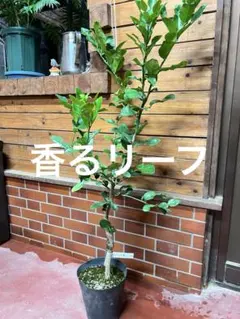 れい様 リクエスト 2点 まとめ商品