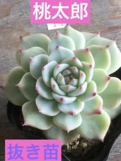 よしよし様 リクエスト 3点 まとめ商品