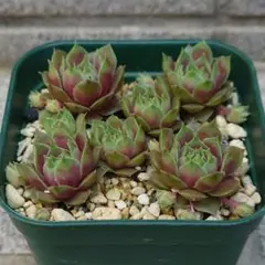 紅夕月1つセンペルビウム多肉植物 - メルカリ