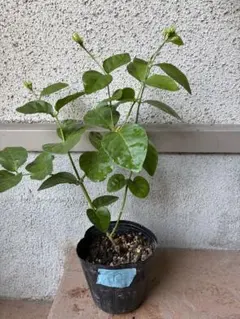 アラビアジャスミン　蕾付き①のサムネイル