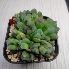 misa様 リクエスト 3点 まとめ商品