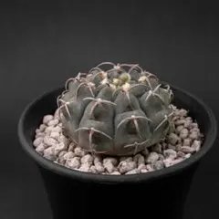 バッテリー （国内実生） ギムノカリキウム #264のサムネイル